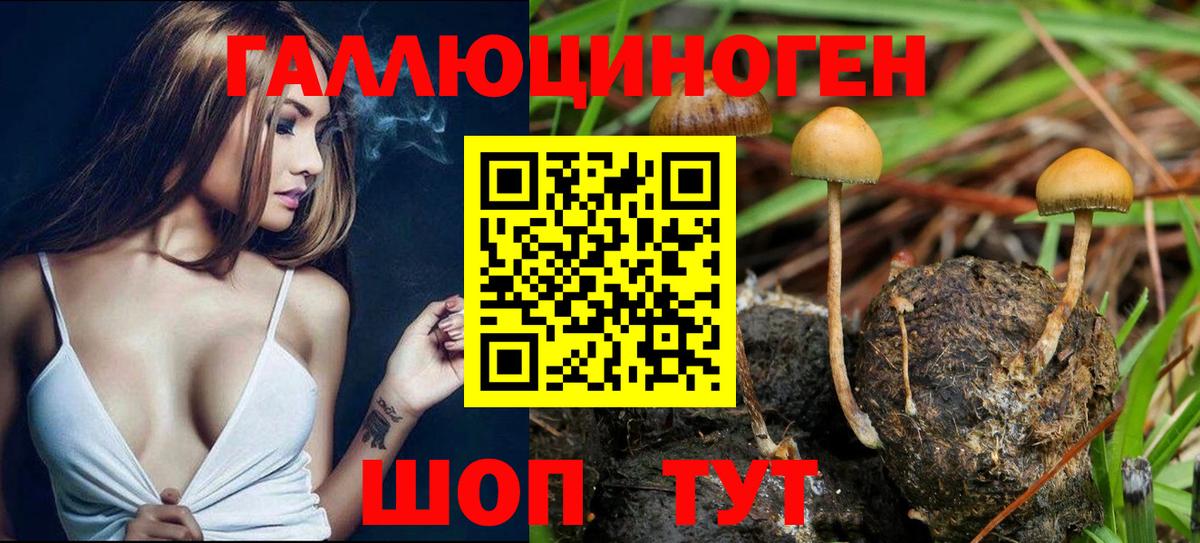 Галлюциногенные грибы Psilocybe  Галлюциногенные грибы мицелий  Мытищи  Вход с VPN 